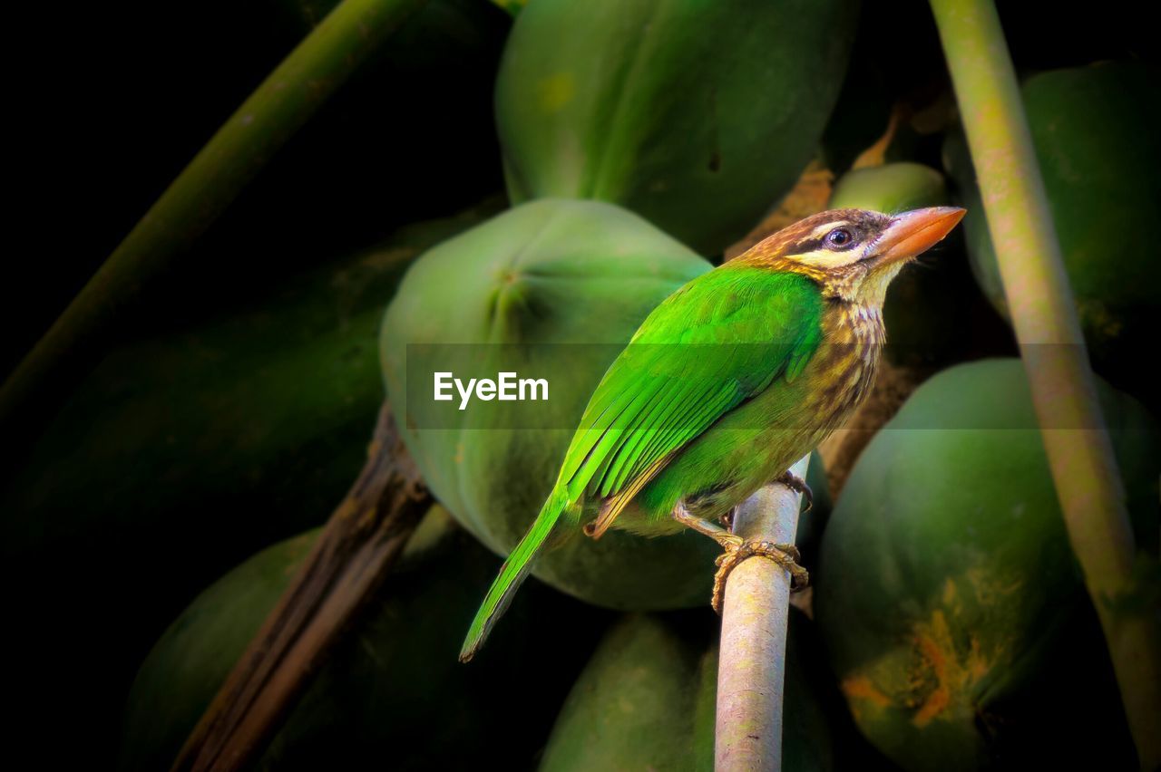 Bird perching on tree