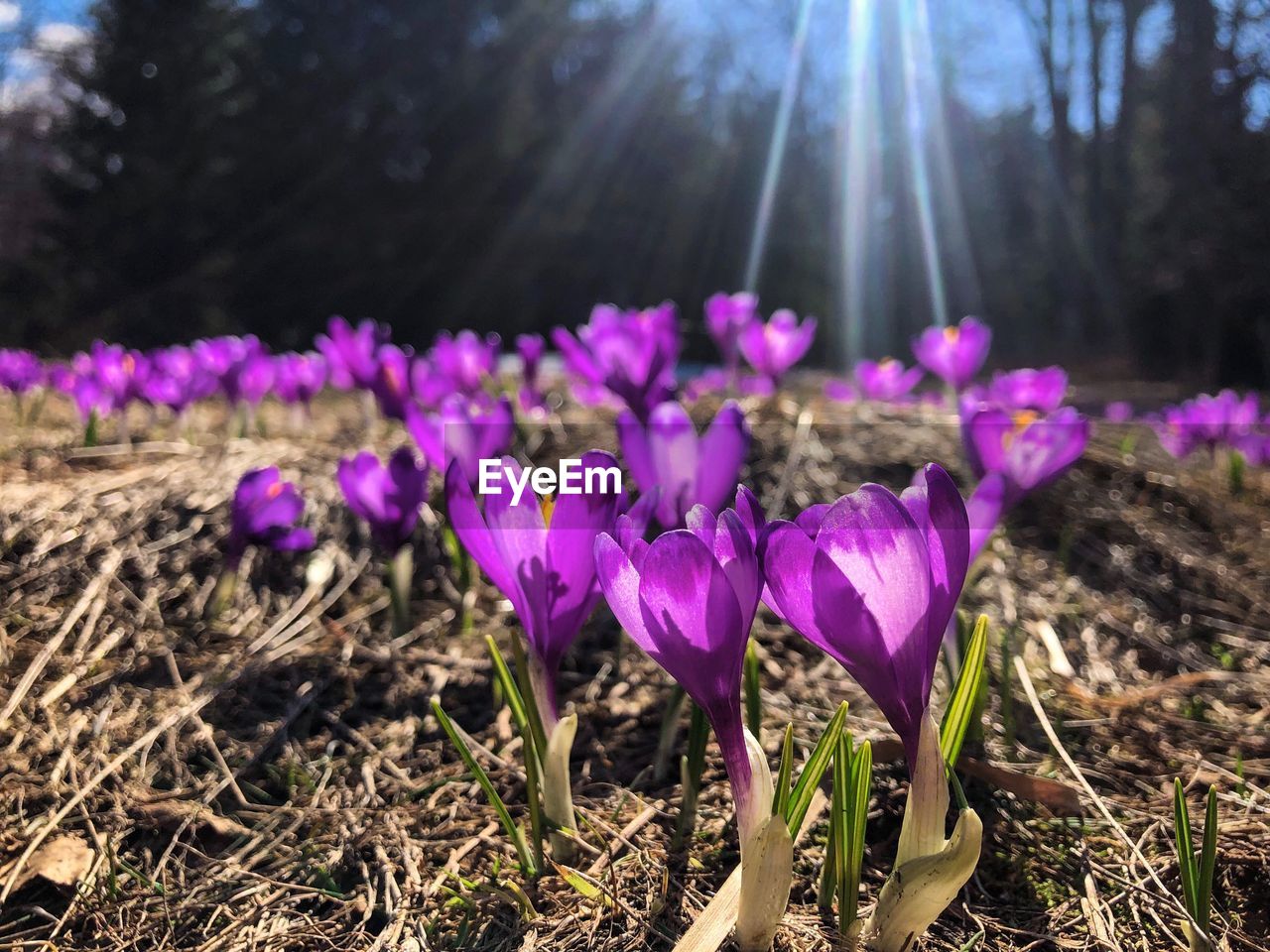 Close-up of purple crocus flowers on field