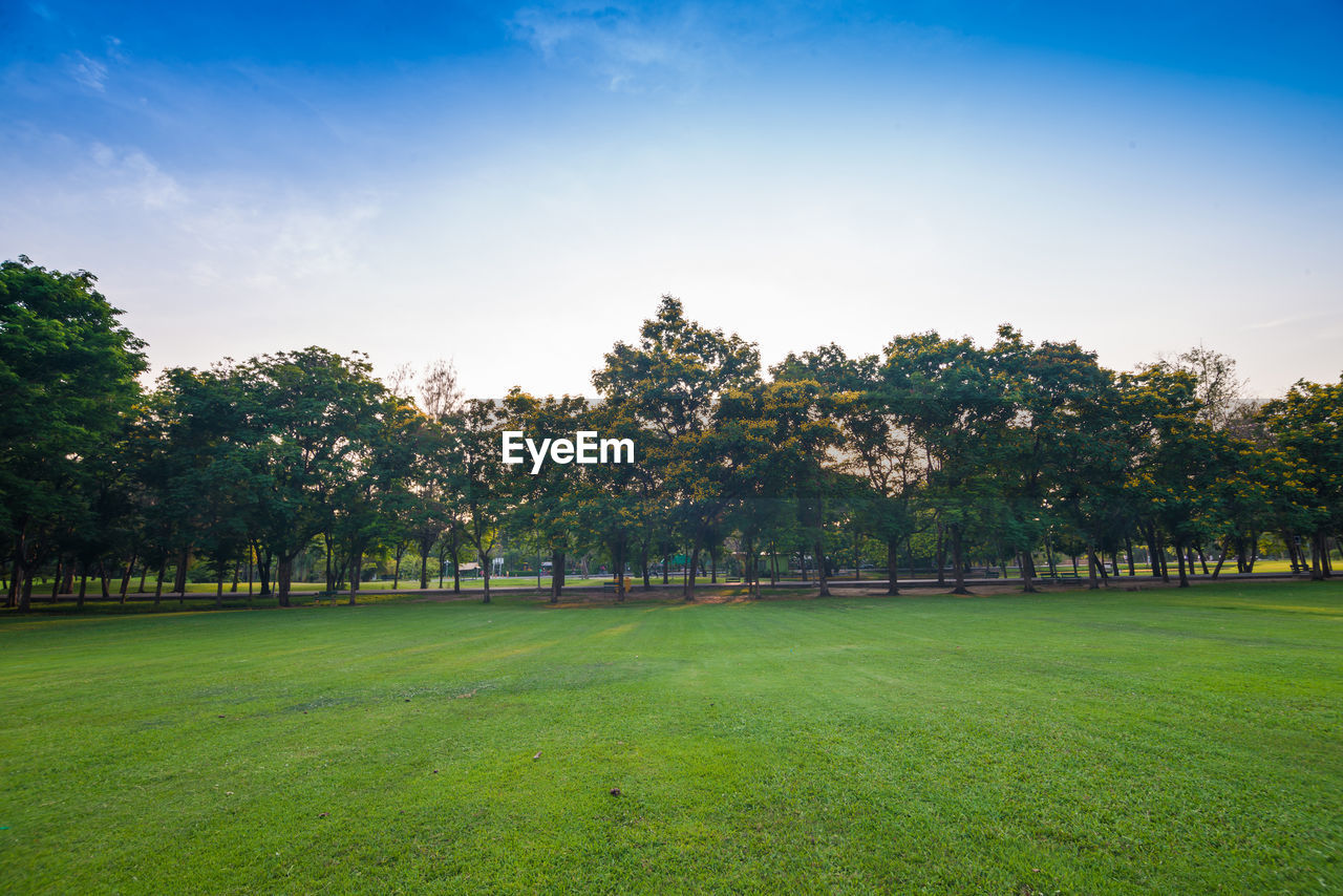 SCENIC VIEW OF TREES ON FIELD