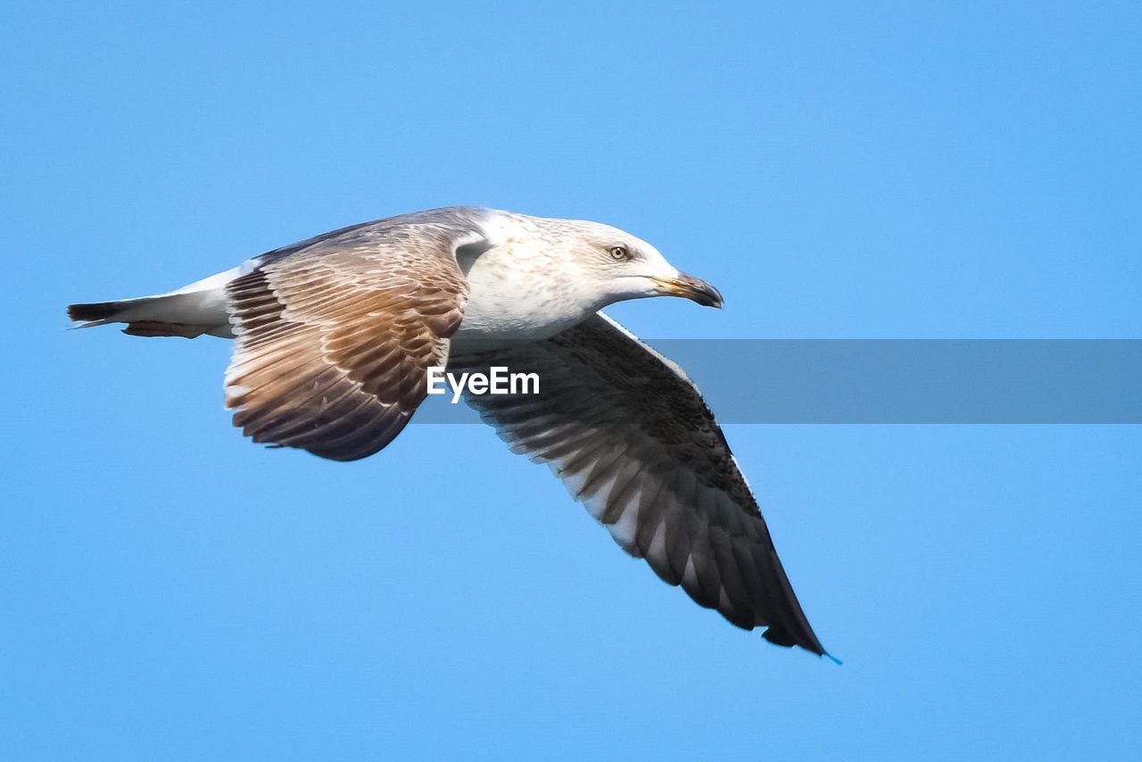SEAGULL FLYING AGAINST CLEAR BLUE SKY