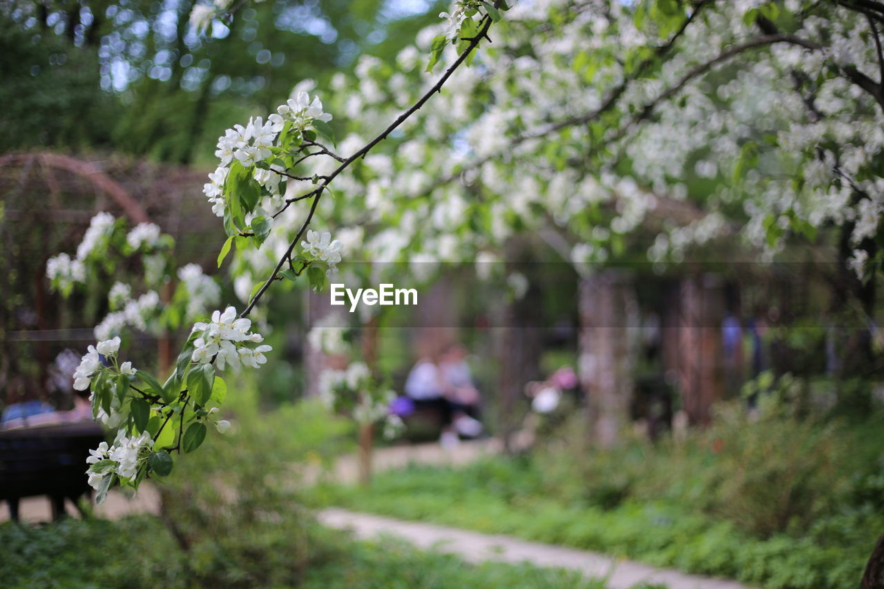 White flowering plants in park