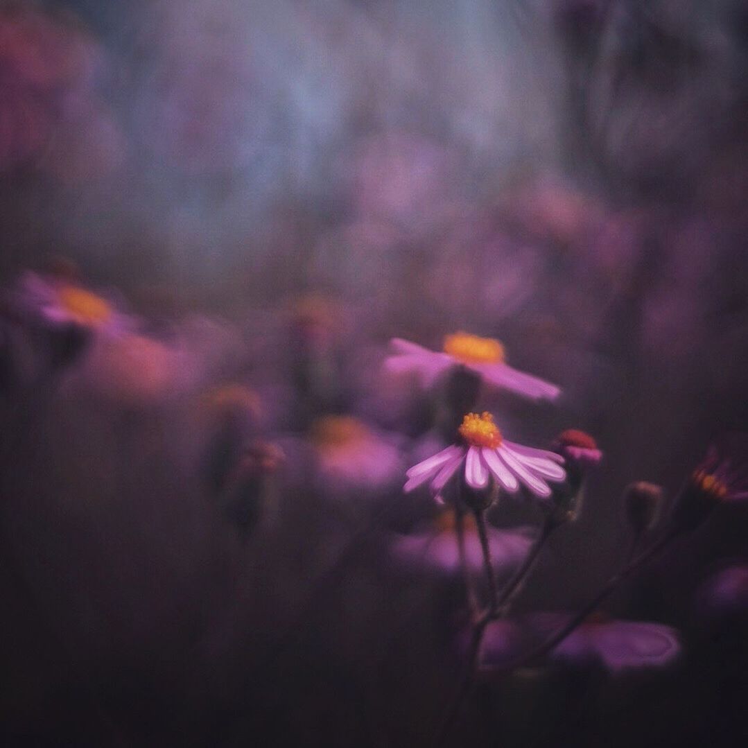 CLOSE-UP OF PURPLE FLOWERS