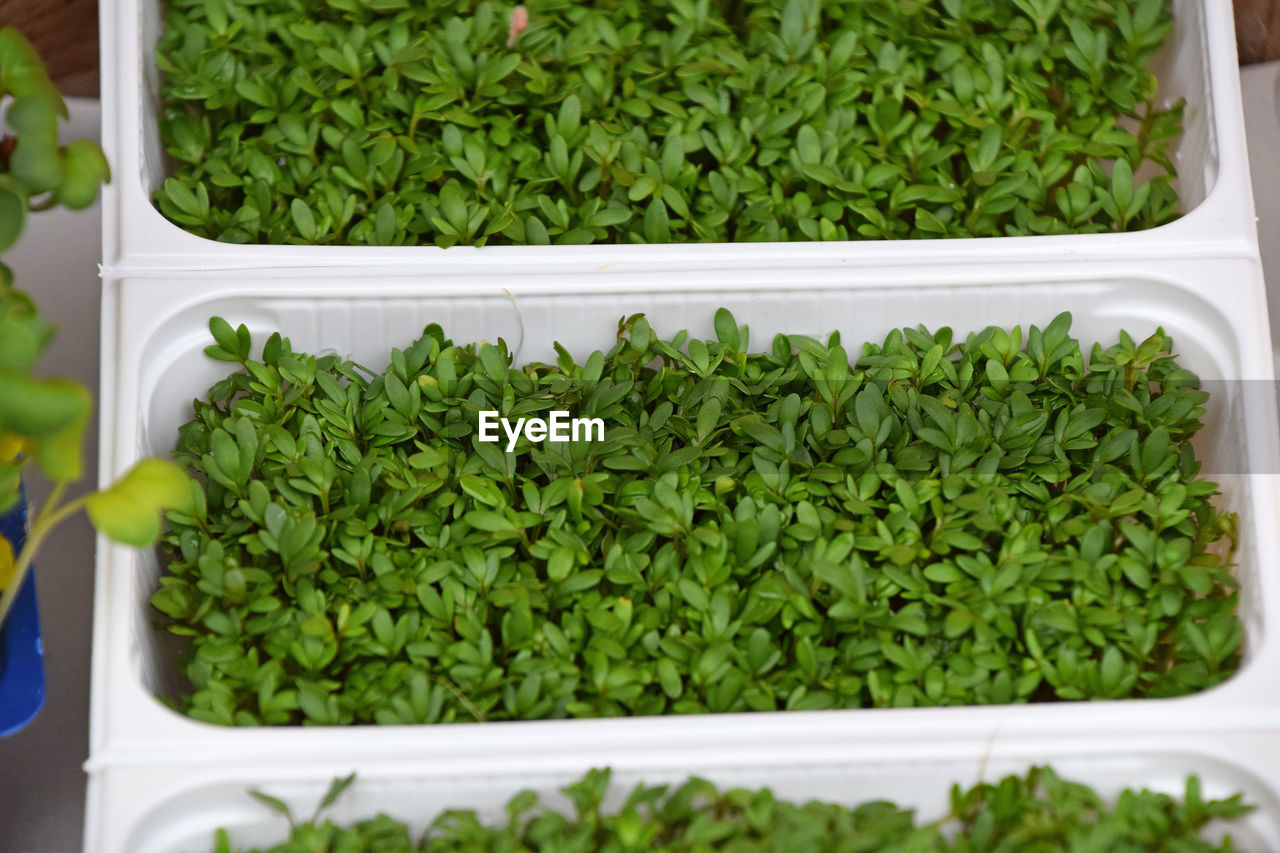 High angle view of seedlings growing in tray