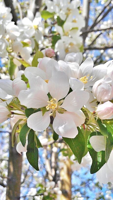 CLOSE-UP OF WHITE FLOWERS BLOOMING IN PARK