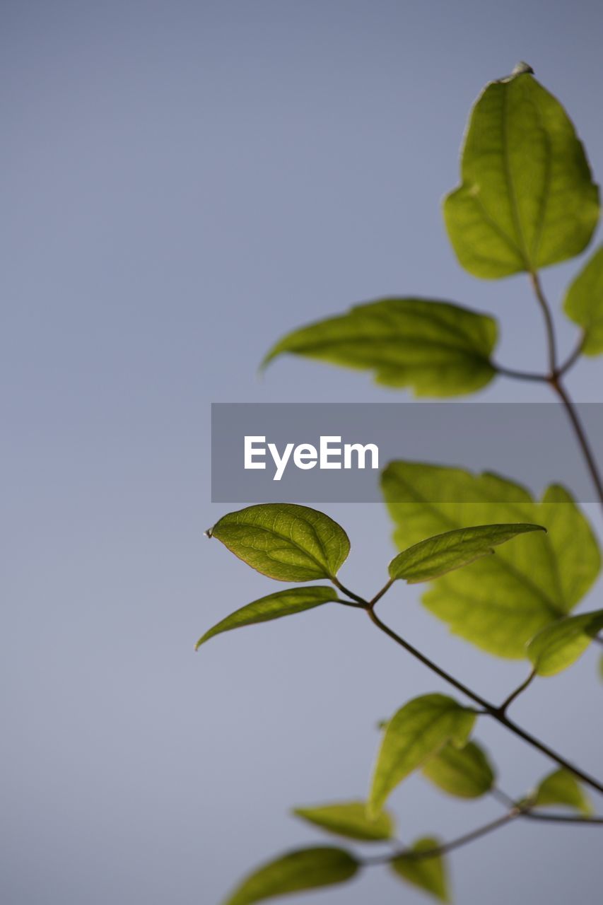 leaf, plant part, green, branch, plant, nature, yellow, no people, tree, close-up, flower, studio shot, plant stem, beauty in nature, growth, freshness, copy space, blue, twig, outdoors, colored background, macro photography, sky, food and drink, food, fragility