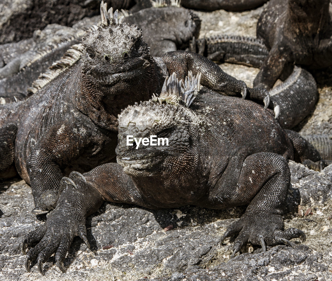 CLOSE-UP OF A TURTLE