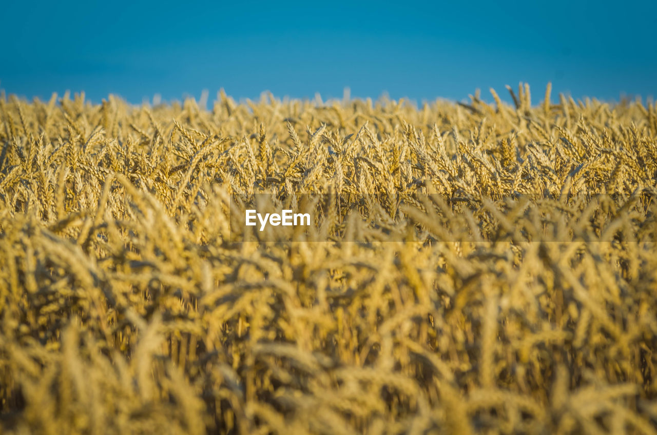 Close-up of wheat field against clear sky