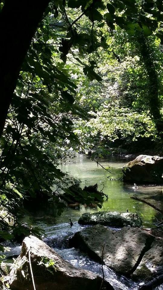 VIEW OF TREES IN FOREST