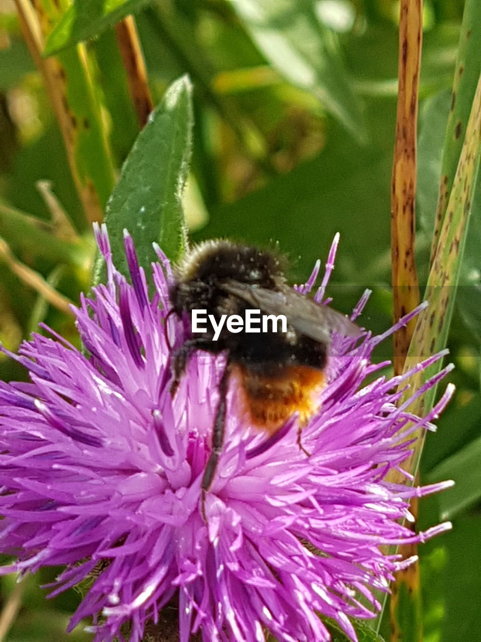 CLOSE-UP OF HONEY BEE POLLINATING ON PURPLE FLOWER