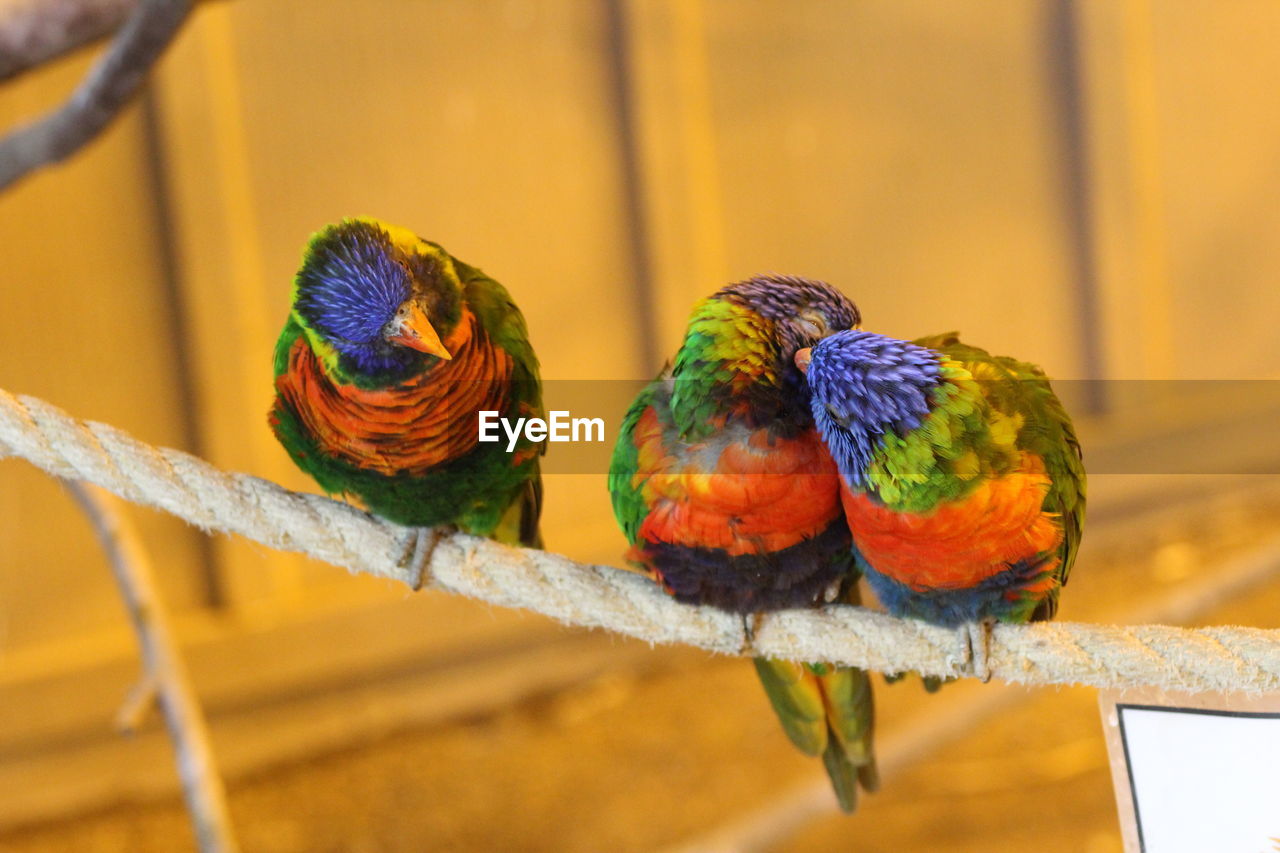 Close-up of parrot perching on branch