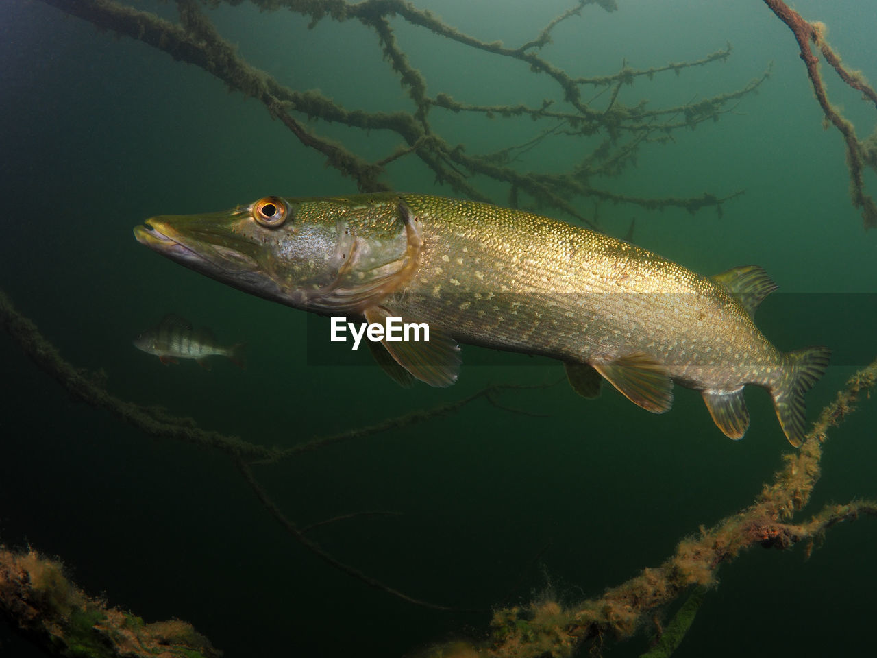 Close-up of pike swimming in lake
