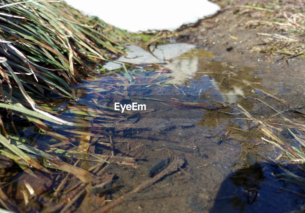 CLOSE-UP OF WATER FLOWING IN TREE