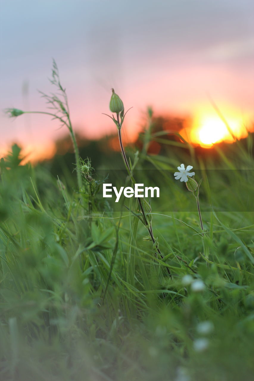 CLOSE-UP OF FLOWERING PLANTS ON FIELD AGAINST SKY