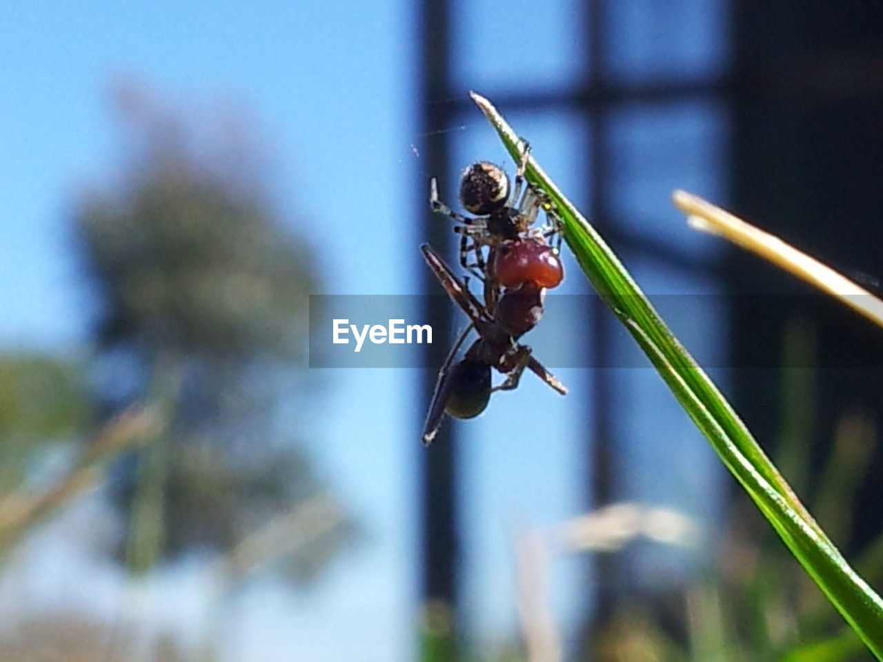 CLOSE-UP VIEW OF INSECT