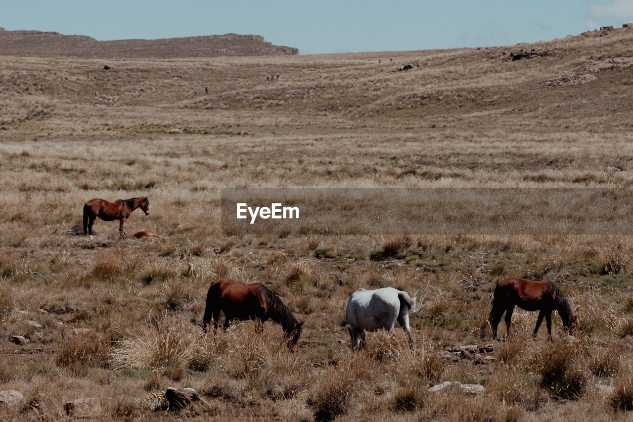 Horses grazing on field, drakensberg.