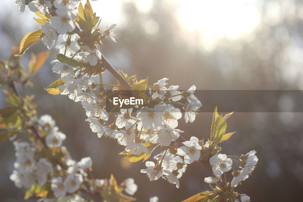 Close-up of apple blossom tree