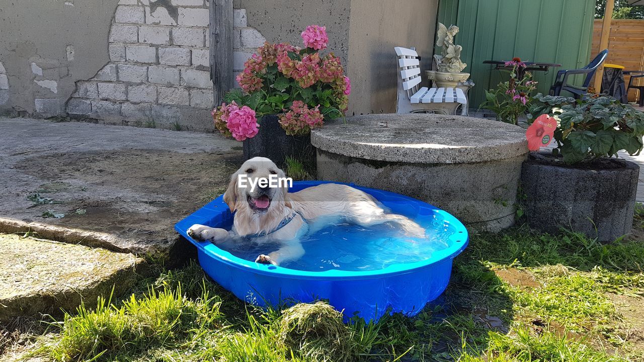 PORTRAIT OF DOG BY SWIMMING POOL AT YARD