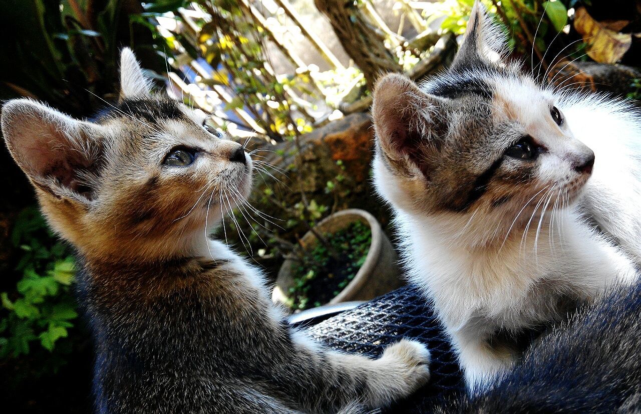 Two kittens looking away