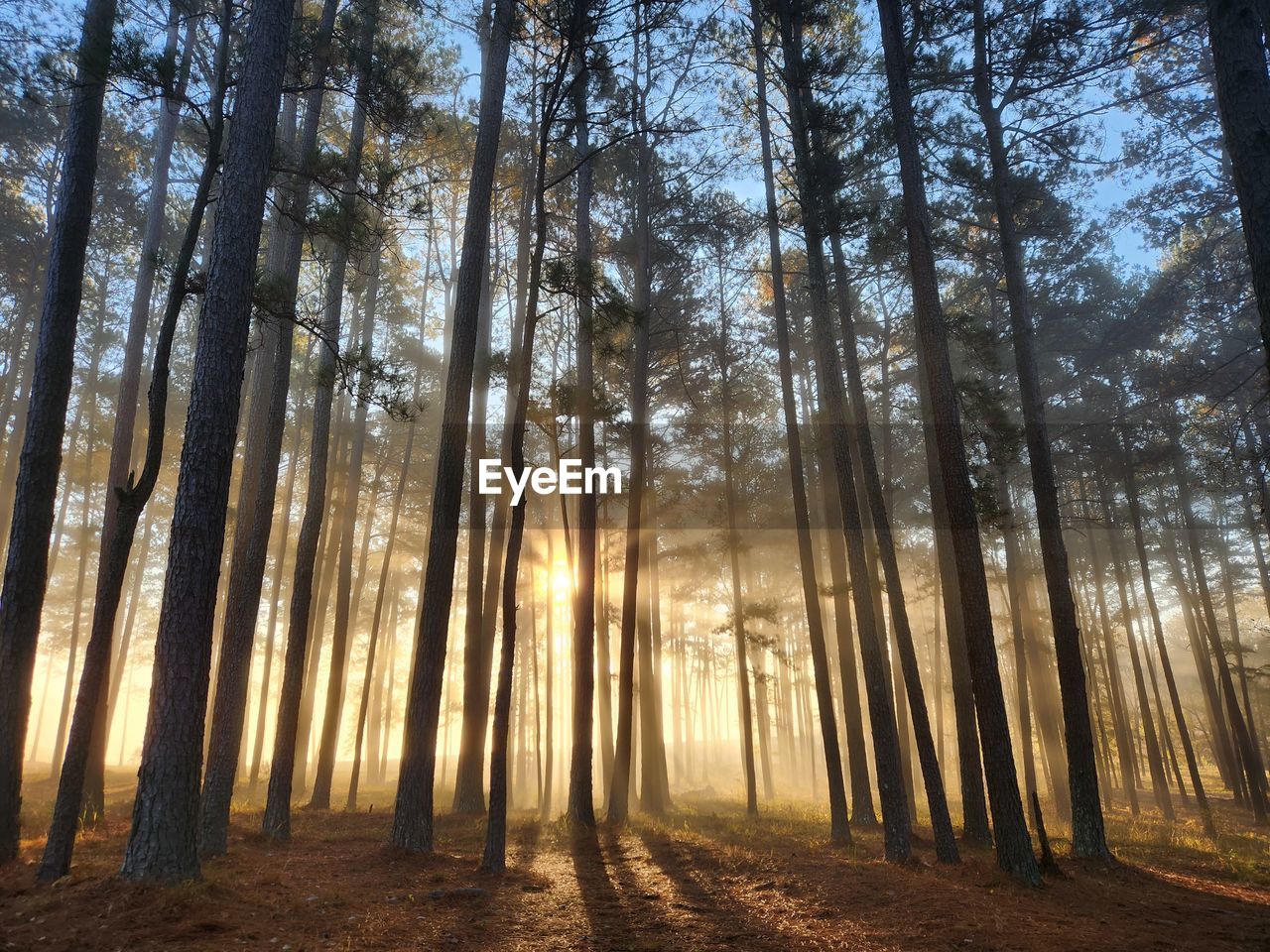 pine trees in forest