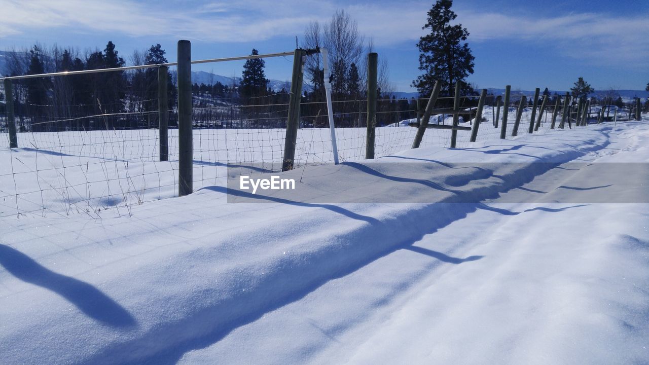 TREES ON SNOW COVERED LANDSCAPE