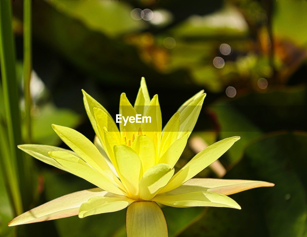 CLOSE-UP OF YELLOW FLOWERING PLANTS