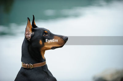 Up doberman discount
