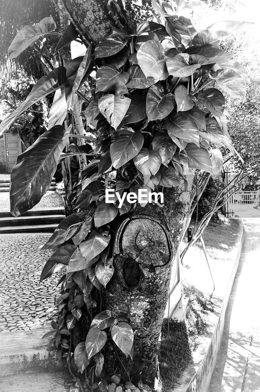 CLOSE-UP OF FLOWER TREES