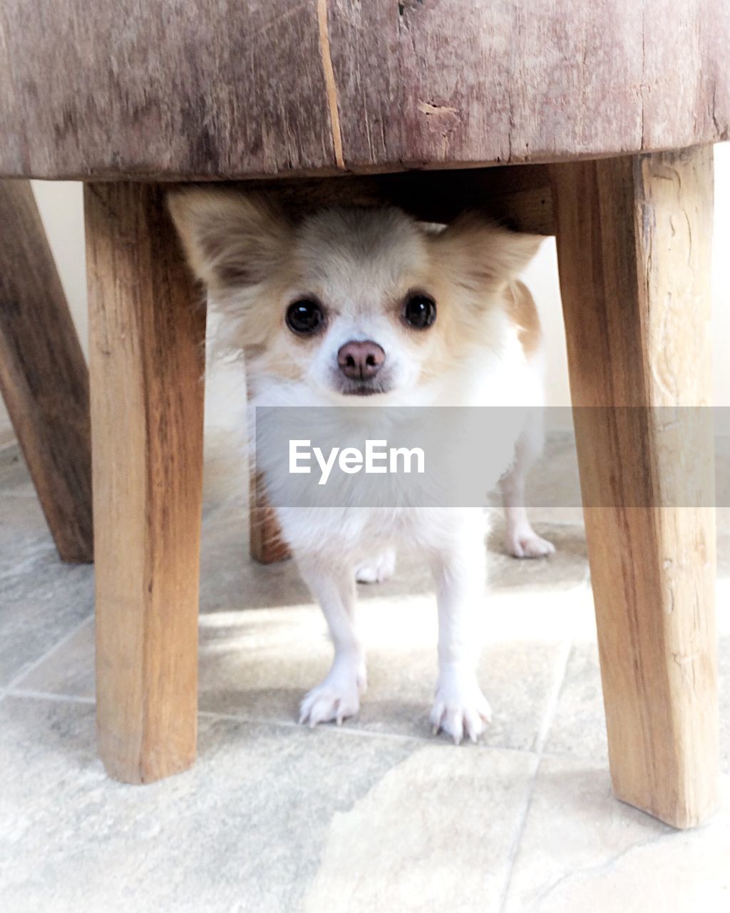 Portrait of chihuahua under wooden chair