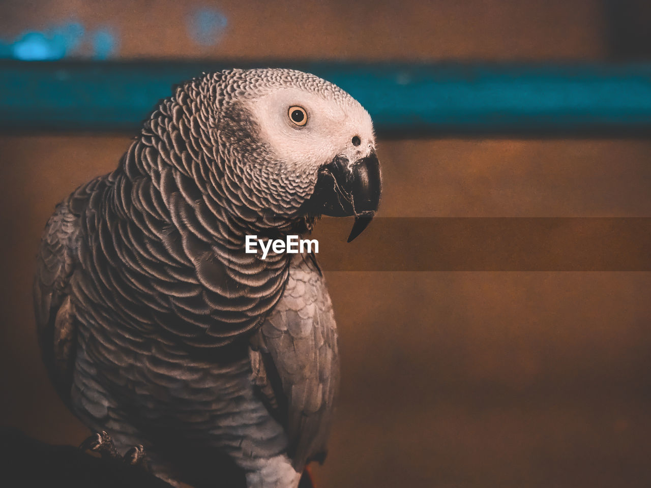 CLOSE-UP OF A EAGLE