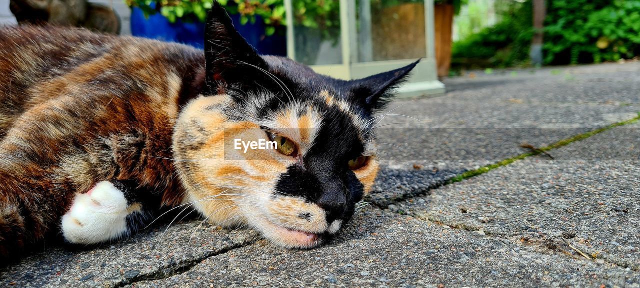 animal, animal themes, cat, mammal, pet, domestic animals, one animal, domestic cat, feline, whiskers, small to medium-sized cats, relaxation, felidae, no people, lying down, day, resting, street, kitten, city, focus on foreground, footpath, close-up
