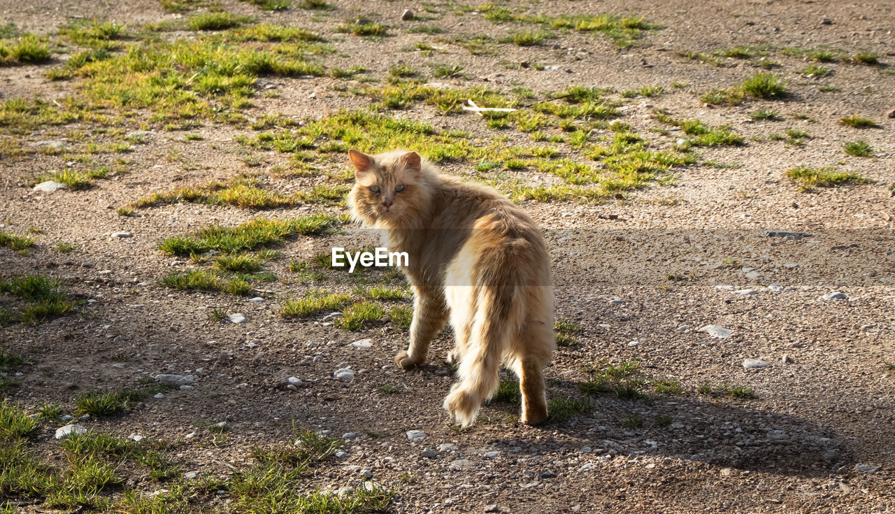 animal, animal themes, mammal, wildlife, one animal, animal wildlife, pet, no people, wilderness, domestic animals, nature, land, day, feline, sunlight, cat, field, standing, full length, outdoors, zoo, high angle view, lion - feline