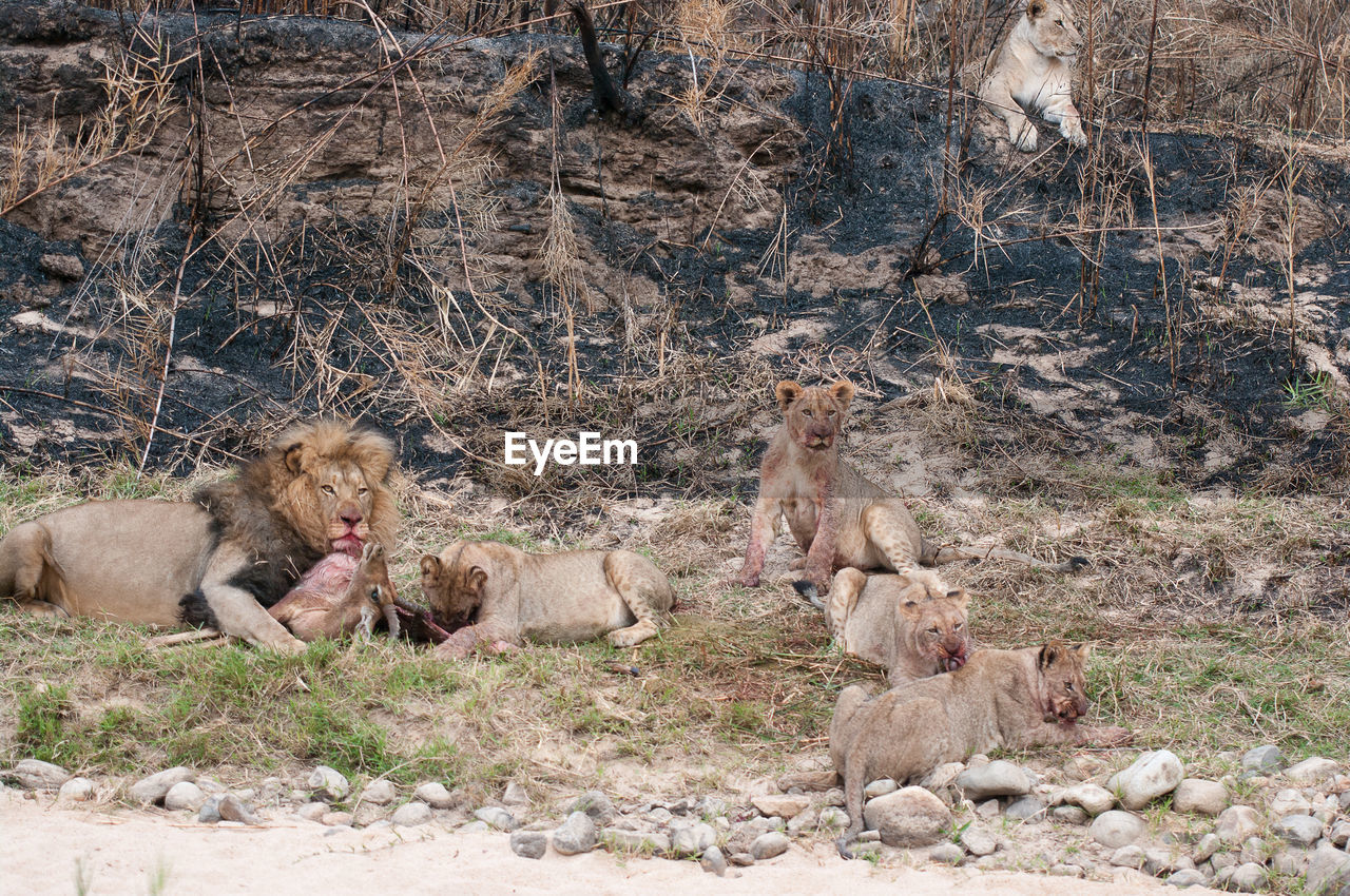 Lion eating dead deer on field