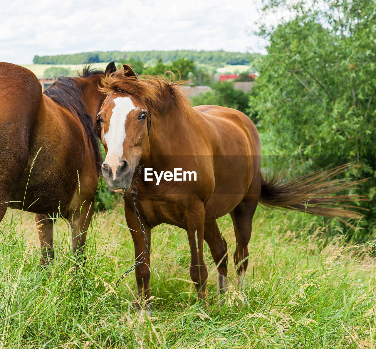 Horses standing on field against sky