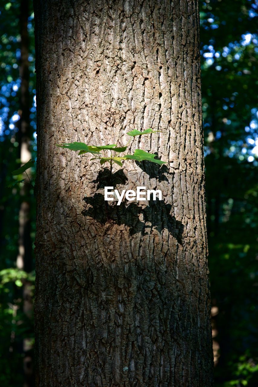 CLOSE-UP OF INSECT ON TREE TRUNK