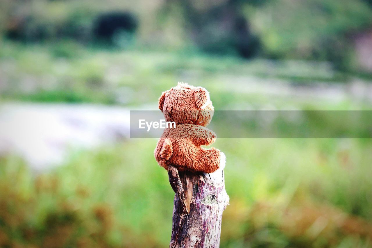 Close-up of teddy bear on wooden post