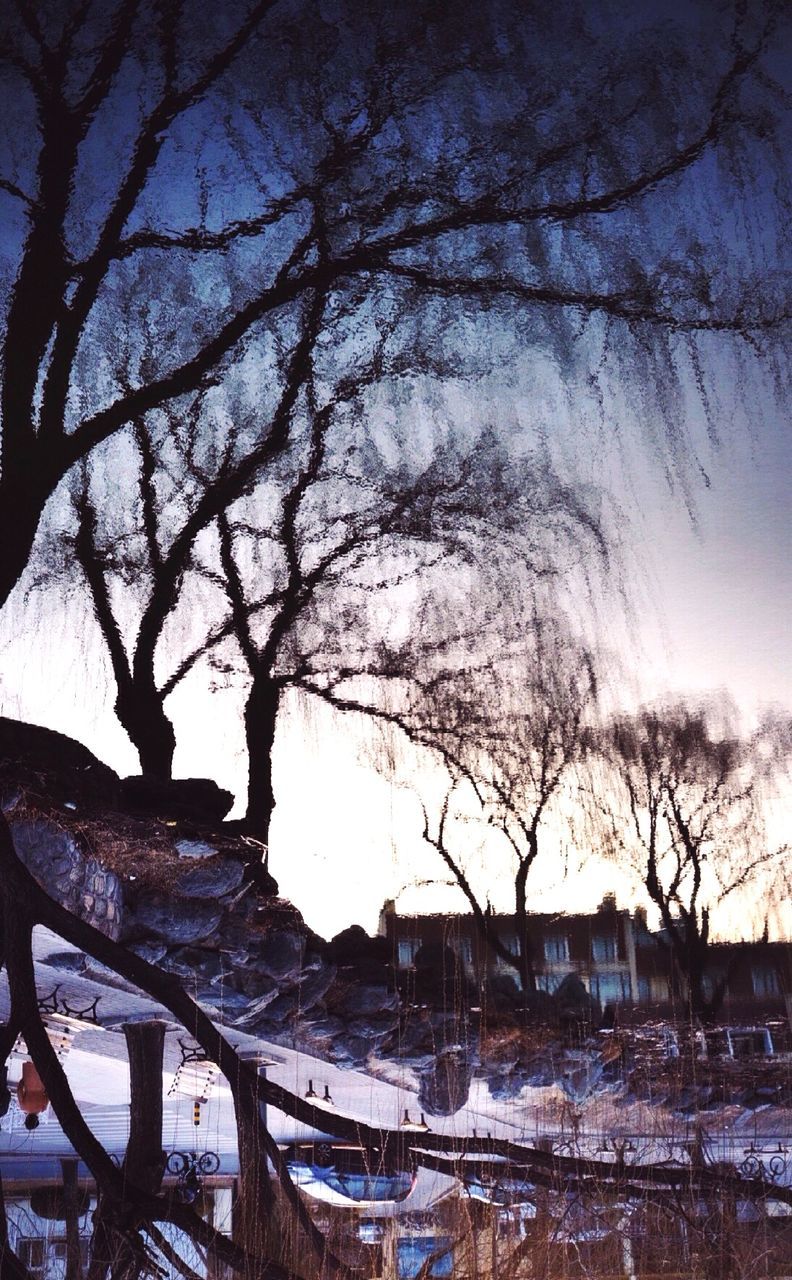 BARE TREES BY THE SEA