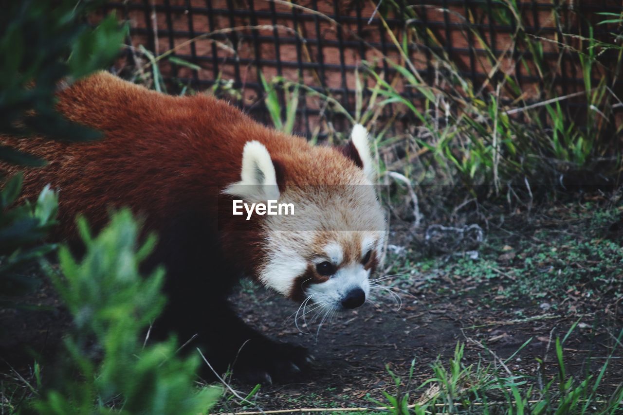 Red panda on field