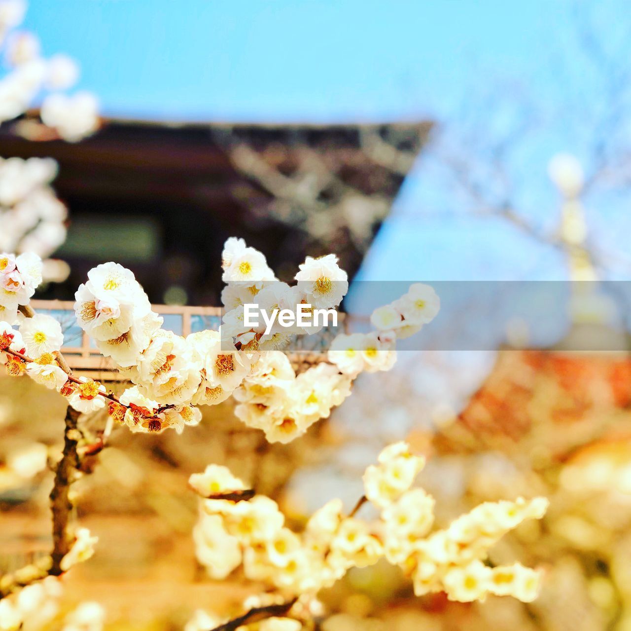 Close-up of white cherry blossom flowers