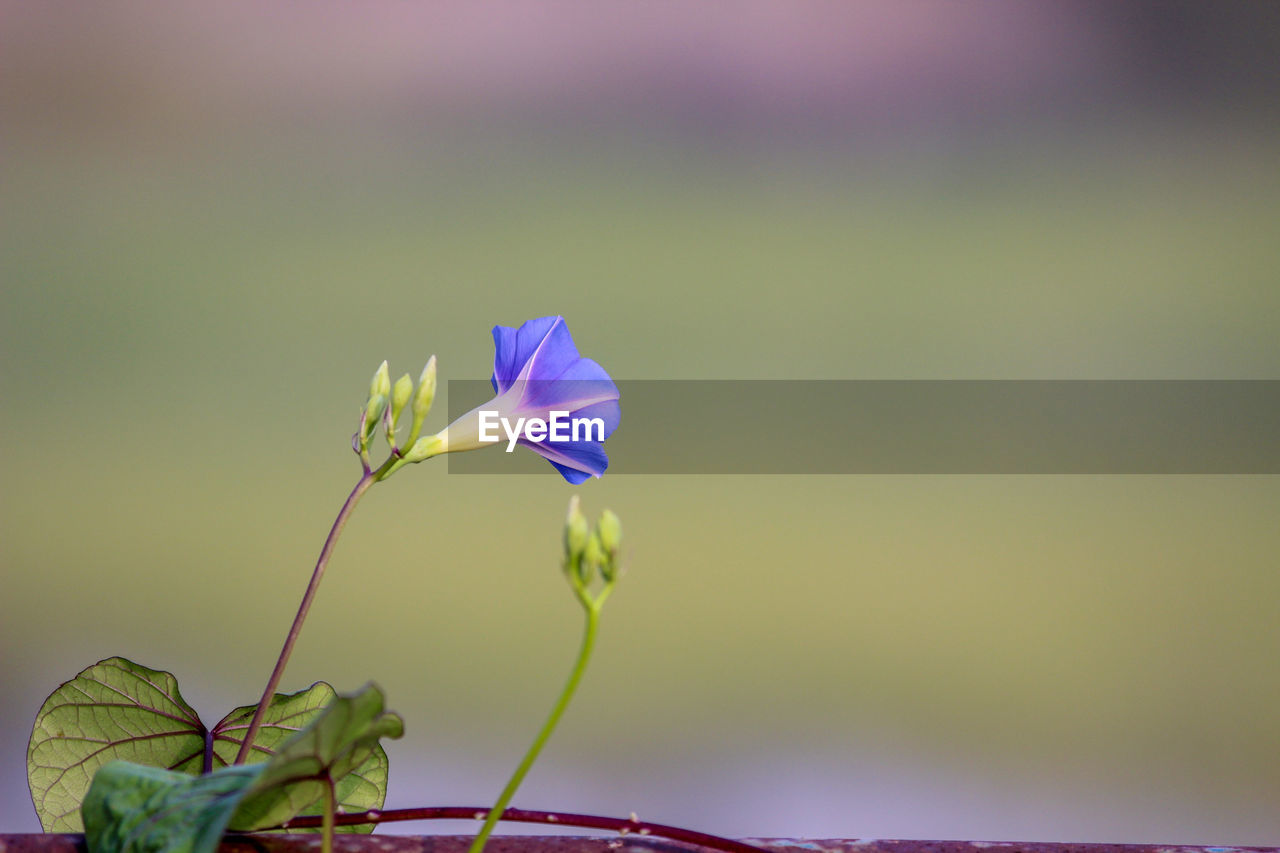 Close-up of purple flowering plant