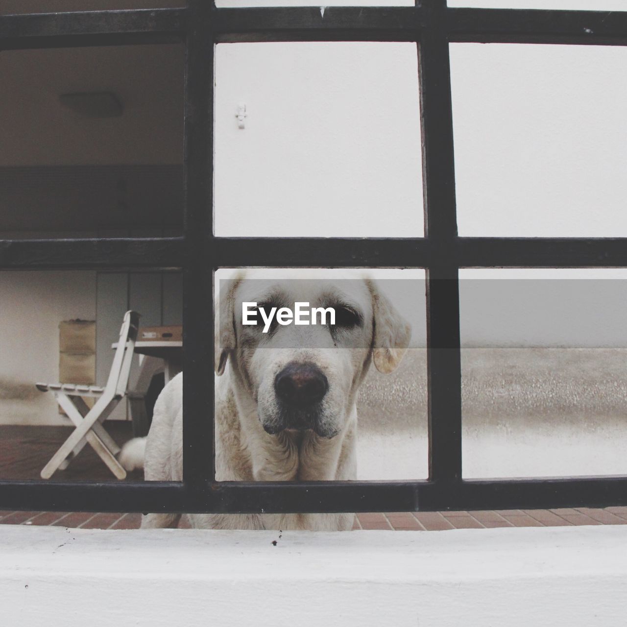 Portrait of dog seen through metal grate