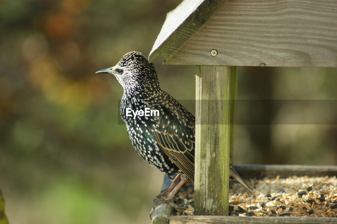 Bird perching on feeder