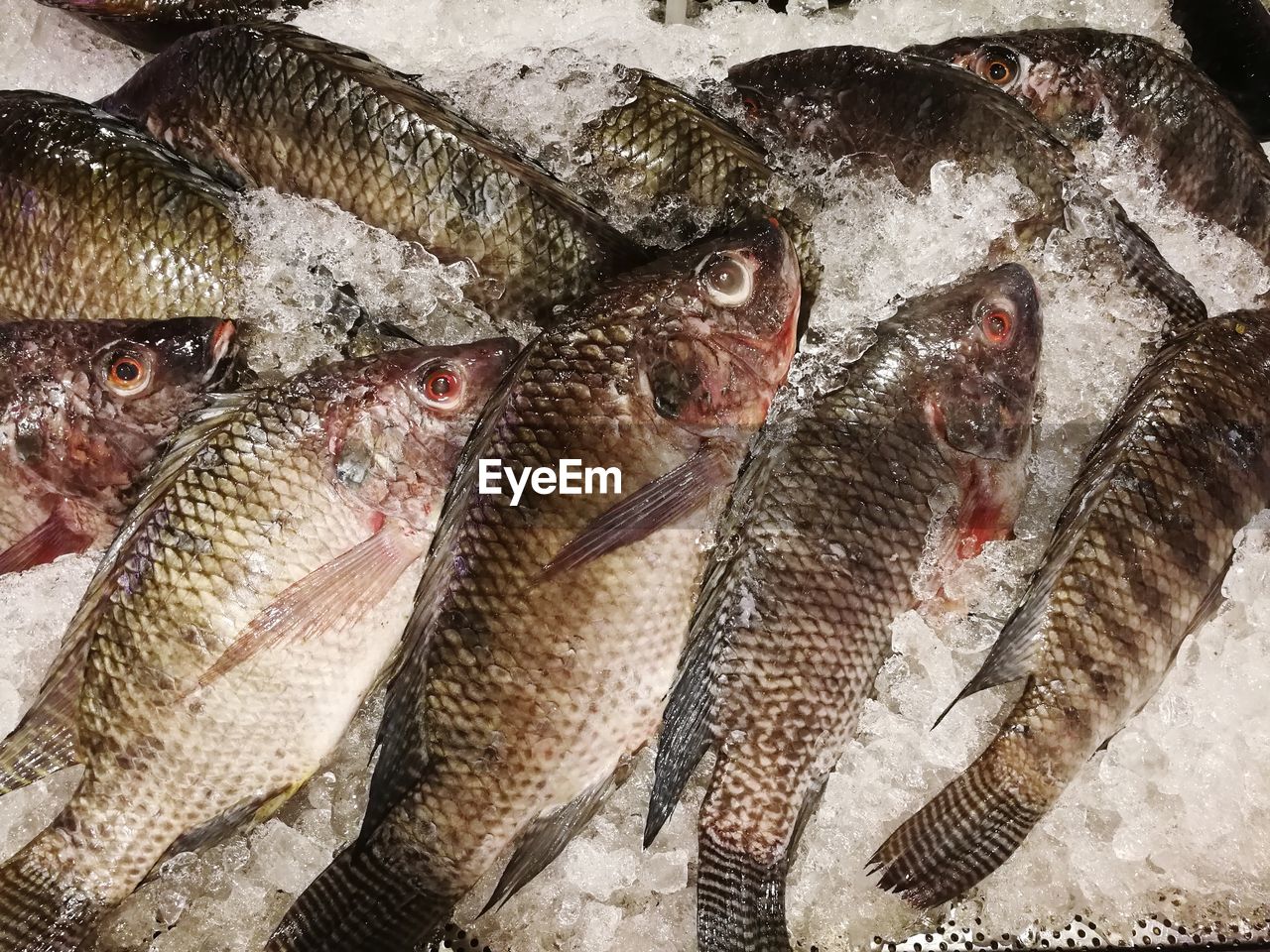 High angle view of fish for sale in market