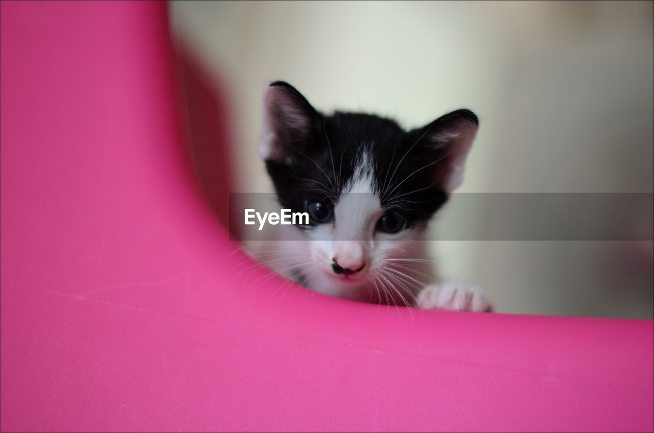 Close-up of cat on pink chair