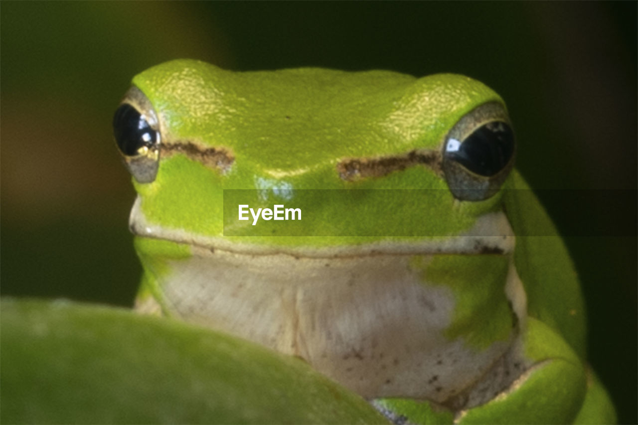 CLOSE-UP OF GREEN FROG