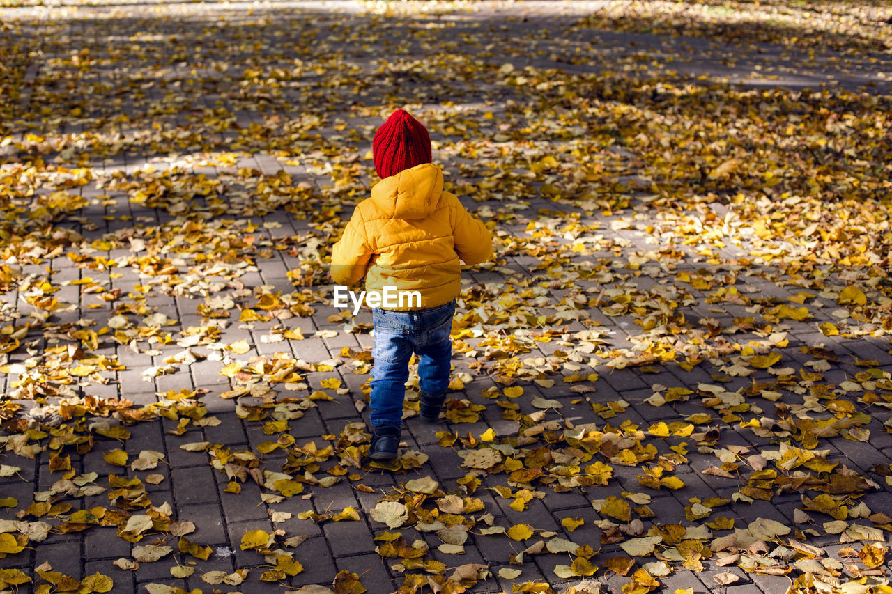 Boy in a yellow jacket and a red knitted hat stands in the autumn forest