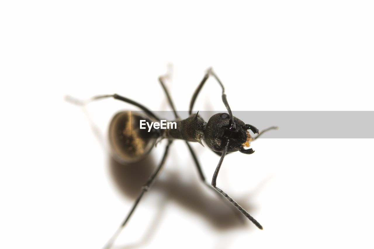 Close-up of ant against white background