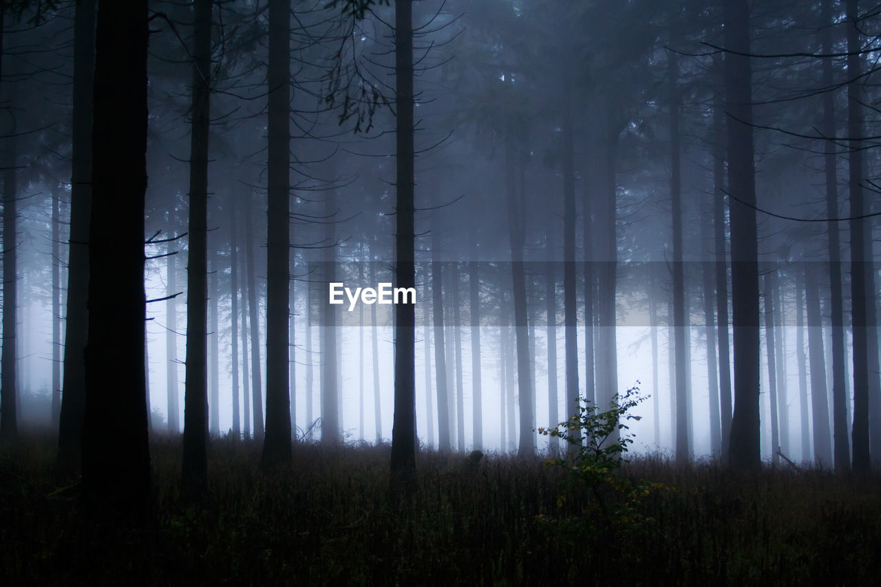 Trees in forest during foggy weather