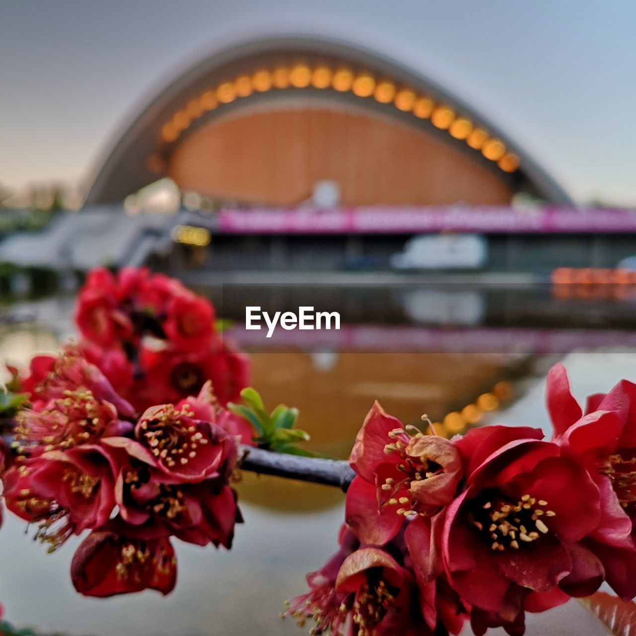 Close-up of pink flowering plant over river