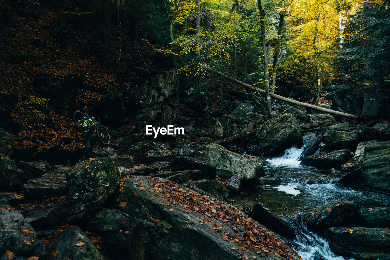 tree, forest, nature, plant, land, beauty in nature, wilderness, stream, natural environment, water, leaf, autumn, scenics - nature, no people, tranquility, river, growth, environment, day, non-urban scene, tranquil scene, waterfall, woodland, outdoors, flowing water, rock, rainforest, idyllic, landscape, motion, flowing, water feature, old-growth forest, green, plant part, creek