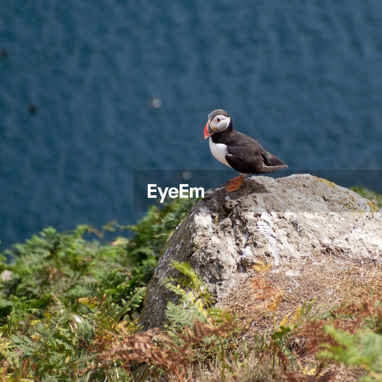 High angle view of puffin perching on rock